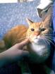 Roter EKH Kater abzugeben